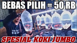 ⭕️ UPDATE CEK HARGA TERBARU IKAN HIAS MAS KOKI TERLARIS TERMURAH AGUNG PASAR IKAN HIAS JATINEGARA [upl. by Rheingold]