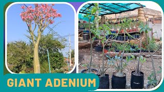 Adenium को जल्दी लंबा कैसे करे  Giant Adenium Somalense Anaconda [upl. by Irim]