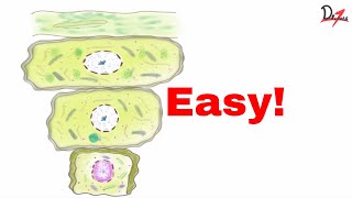 Keratinized epithelium Things to know [upl. by Sergent]