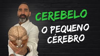 Porque o cerebelo é chamado de Pequeno Cérebro [upl. by Ihsorih531]