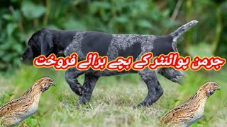 German Pointer Dog Puppy Available For Sale In Pakistan  Shikari Dog [upl. by Ailekahs]