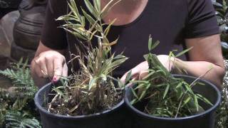 How to Grow Plants amp Flowers  Bamboo Plant Facts [upl. by Prebo]