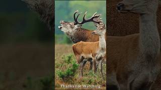 Barbary Stags Emotional Call A Mothers Cry for Her Baby [upl. by Humble855]