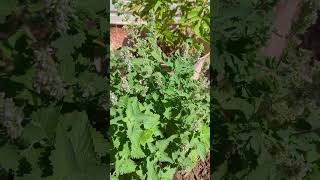 Growing your own catnip is easy cats cat catlover catnip catlover [upl. by Xenos]