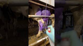 🐄💜 Farm Secrets Why Are Cows Udders Covered in Purple Spray [upl. by Breena]