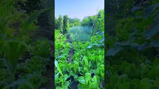 Food Garden Greenland countryside [upl. by Mozes]