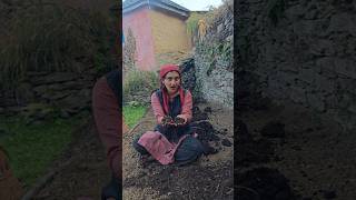 Organic farming starts with cow dung shrutipahari OrganicFarmingCowDungRadishHealthyLiving [upl. by Norling]