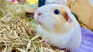 My Guinea Pigs Like My Boyfriend Better [upl. by Cheryl]