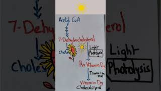 Vitamin D synthesis nursingscience vitamin vitamind [upl. by Rivkah]