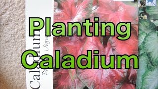 Planting Caladium Bulbs  Lets get a head start [upl. by Nrek876]