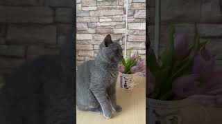 British shorthair kitten Marc 45 months [upl. by Novick360]