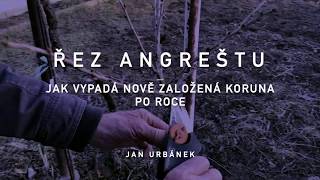 Řez angreštu – jak vypadá nově založená koruna za rok [upl. by Holmes]