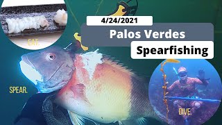 Spearfishing Palos Verdes CA  4242021 [upl. by Ilaire]