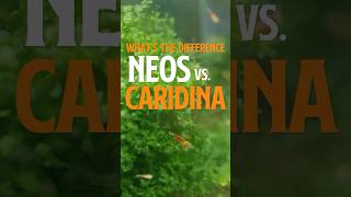 Whats the DIFFERENCE between Neocaridina and Caridina shrimp [upl. by Cardinal]