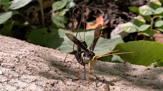 Giant Wasp Drills Through Tree to Parasitize Other Wasps Larva [upl. by Zephan174]