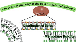 Three ways by which lipid structure and distribution relates to membrane function Lipid movements [upl. by Basilio125]