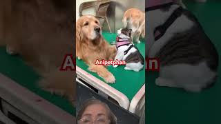 Dogs cats and pigeons short animals cutepets [upl. by Job]