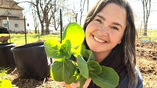 Planting Before Your Last Spring Frost Onions Broccoli and Cauliflower [upl. by Anhej]