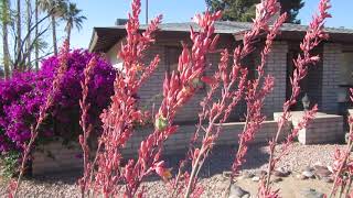 Coralred Yucca Hesperaloe parviflora [upl. by Pejsach]