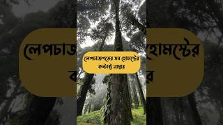 Lepchajagat homestay contacts Darjeeling darjeeling travel shortvideo ytshorts [upl. by Ennairb828]