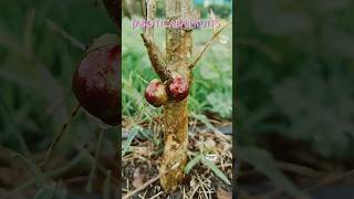 Jaboticaba fruits in our Ramanujans gardenexoticfruitplants tropicalfruit nature [upl. by Nagard72]