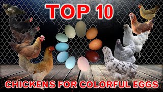 10 Best Chickens for Colorful Eggs  Chicken Laying Breeds [upl. by Isabelita]