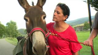 Préparation des ânes pour SaintJacques de CompostelleReportage TLVADRG [upl. by Cherye]