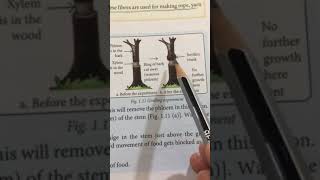 Girdling experiment to determine translocation of food in plants [upl. by Assirehs]