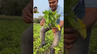 অশ্বগন্ধা nature ayurvedic agriculture shortvideo plants gardening bambooindustry [upl. by Zed]