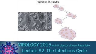 Virology 2015 Lecture 2  The Infectious Cycle [upl. by Dougy]