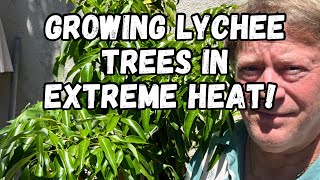 Planting a new Lychee tree  Growing Tips For Extreme Weather Locations [upl. by Eixam758]