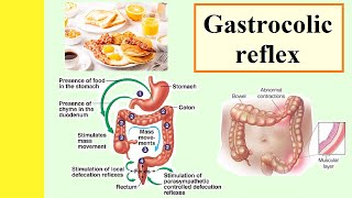 gastrocolic reflex [upl. by Leunas]