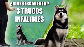 3 SECRETOS para EDUCAR A UN PERRO  100 COMPROBADO [upl. by Dav]