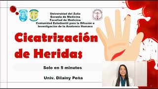 Cicatrización de heridas explicado en 5min [upl. by Nameerf650]