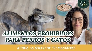 Alimentos prohibidos para PERROS Y GATO 🚫🐱🐶  ¡Cuida la salud de tu mascota [upl. by Anitsyrhk]