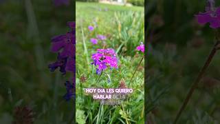 Verbena  Glandularia pulchella cubresuelo de Sudamérica tapizante y bajo consumo hidrico [upl. by Assilim]