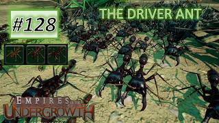 Empires of the Undergrowth 128 Driver Ant Has Arrived [upl. by Noloc]