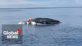 Endangered white sharks spotted eating whale carcass in Nova Scotia [upl. by Ashraf]