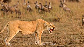 Savane  la guerre des territoires [upl. by Kiker]