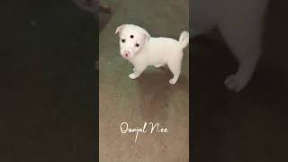 💕Pappy எப்படி இருக்கா சொல்லுங்க 🥰dog funny [upl. by Sheelah]