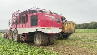 Lifting sugar beet Vervaet Evo Beet Eater 625 with sound [upl. by Rola]