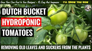 Dutch Bucket Hydroponic Tomatoes Episode 4 [upl. by Aneliram562]