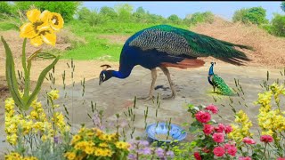 Beautiful peacock feeding time now  mor ki khorak  peacock feed  peafowl feeding [upl. by Theola]