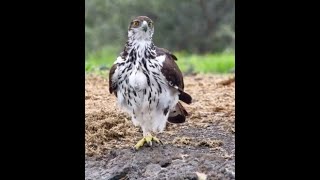 African Hawk Eagle at ol Donyo [upl. by Alcot927]