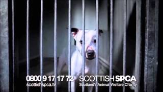 Scottish SPCA Christmas Donations Appeal [upl. by Seaden]