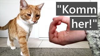 Wie bringe ich meiner Katze Komm herquot bei  KatzenTipp  Unsere kleine Katze Charlie [upl. by Daffi]