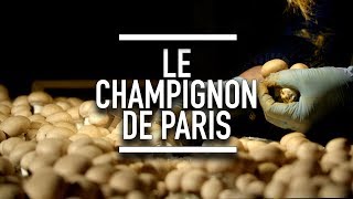 Le champignon de Paris  Reportage YouCook [upl. by Atwahs]