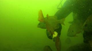 Table Rock Lake Piranha [upl. by Kennet]