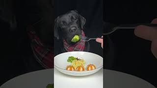 I accidentally dropped my dads fork Black Labrador The daily life of a silly dog [upl. by Edgard]