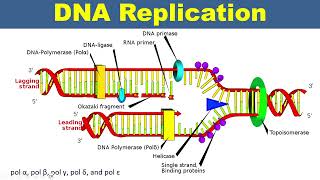 DNA Replication Why DNA Polymerases Are Essential [upl. by Charlet]